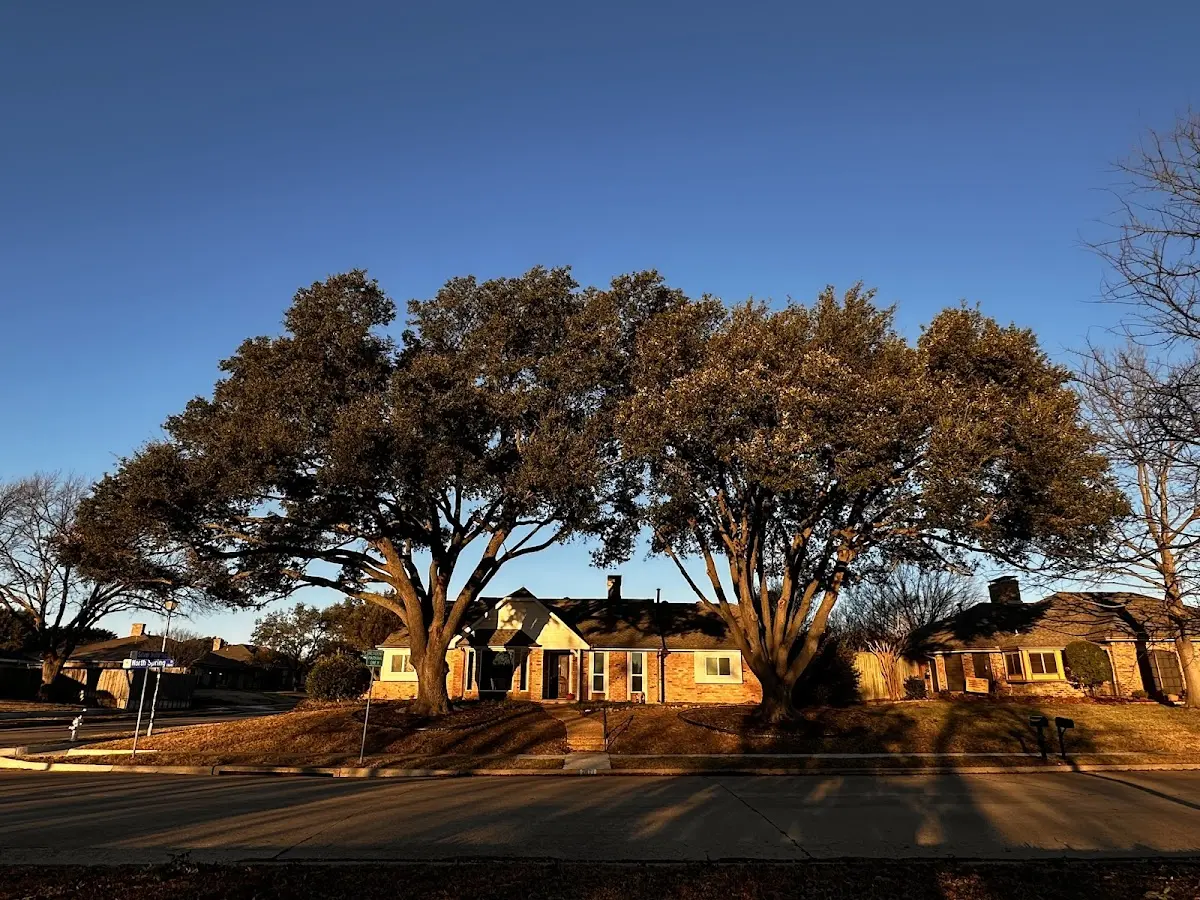 Established residential canopy tree shading a home in Stayton
